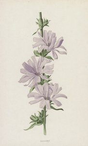 Succory (chromolitho) af Frederick Edward Hulme