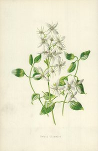 Sød Clematis af Frederick Edward Hulme