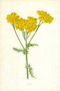 Tansy af Frederick Edward Hulme