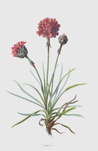 Sparsommelighed (chromolitho) af Frederick Edward Hulme