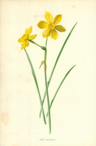 Lille påskelilje af Frederick Edward Hulme