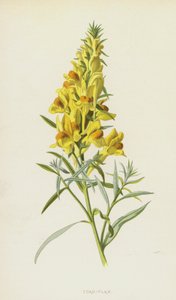 Tudse-hør (chromolitho) af Frederick Edward Hulme
