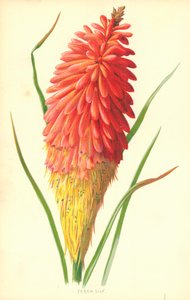 Torch Lily af Frederick Edward Hulme