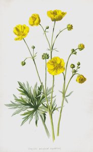 Opretstående eng-kragefod (chromolitho) af Frederick Edward Hulme
