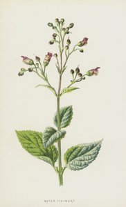 Vand figenurt (chromolitho) af Frederick Edward Hulme