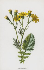 Vandbygeurt (chromolitho) af Frederick Edward Hulme