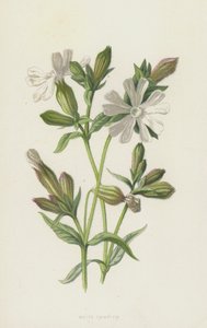 Hvid Campion (chromolitho) af Frederick Edward Hulme