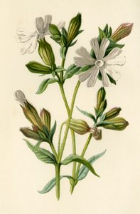White Campion, 1877. af Frederick Edward Hulme