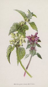 Hvide og røde døde brændenælder (chromolitho) af Frederick Edward Hulme