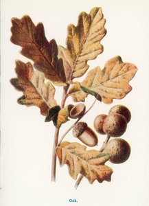  af Frederick Edward Hulme