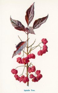  af Frederick Edward Hulme
