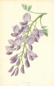 Wistaria af Frederick Edward Hulme