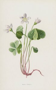 Træsyre (chromolitho) af Frederick Edward Hulme