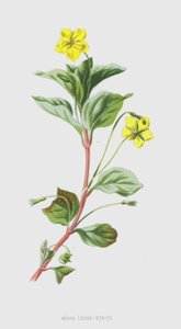 Træ-Løsaks (chromolitho) af Frederick Edward Hulme