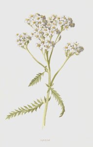 Røllike (chromolitho) af Frederick Edward Hulme