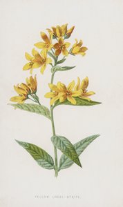 Gul løs strid (chromolitho) af Frederick Edward Hulme