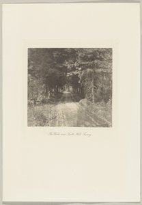 Granskoven nær Leith Hill, Surrey af Frederick H. Evans