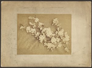 Æbleblomst af Frederick H. Hollyer