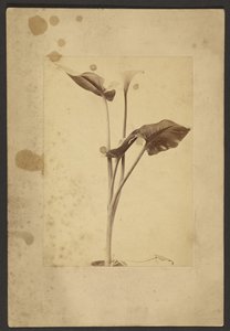 [Calla Lily] af Frederick H. Hollyer