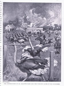 Ødelæggelsen af Dr. Smarts gård og strudsernes løsnelse, fra After Pretoria: The Guerilla War udgivet af Harmsworth Bros Limited, 1901 af Frederick Judd Waugh