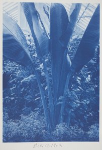 Uden titel, 10. december af Frederick K. Coulson