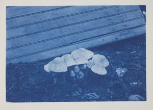 Uden titel, slutningen af det 19.-begyndelsen af det 20. århundrede (cyanotype på cremevævet papir)