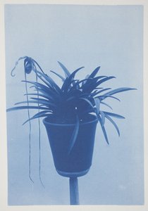 Uden titel, slutningen af det 19.-begyndelsen af det 20. århundrede (cyanotype på cremevævet papir)