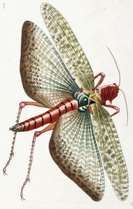 Egyptisk græshoppe, 1790 af Frederick Polydor Nodder