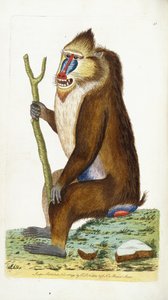 Broget bavian eller mandrill Mandrillus sphinx af Frederick Polydor Nodder