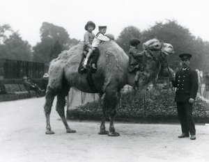 En tur med Bactrian Camel med målmanden Harry Warwick i London Zoo, juni 1924 af Frederick William Bond