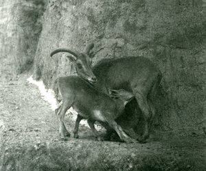 Et Barbary-får Aoudad WaddanAruiArruis fodrer sit lam på Mappin Terraces, London Zoo, august 1927 af Frederick William Bond