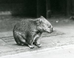 En barnæset/almindelig/grovhåret wombat siddende på jorden i London Zoo i 1929 (s/h-billede) af Frederick William Bond
