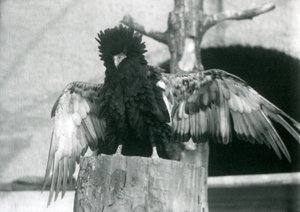 En Bateleur Eagle står på en træstub og spreder sine vinger, London Zoo, 1925 af Frederick William Bond