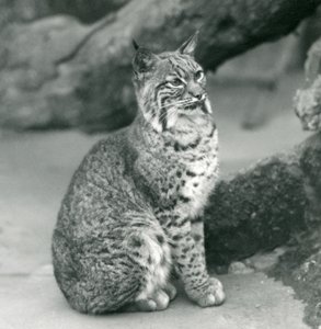 En Bay Lynx eller Bobcat sidder oppe i London Zoo, marts 1927 af Frederick William Bond