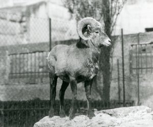 En Bighorn Sheep-vædder, der står på en klippe og kigger ud over hans indhegning ved foden af Mappin Terraces, London Zoo. 1931 (s/h-billede) af Frederick William Bond