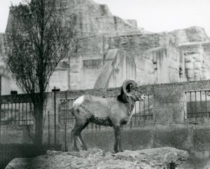 En Bighorn Sheep-vædder, der står på en klippe og kigger ud over hans indhegning ved foden af Mappin Terraces, London Zoo. 1931 (s/h-billede) af Frederick William Bond