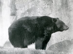En sort bjørn stående i sin indhegning, på Mappin Terraces, i London Zoo i 1924 (s/h foto) af Frederick William Bond