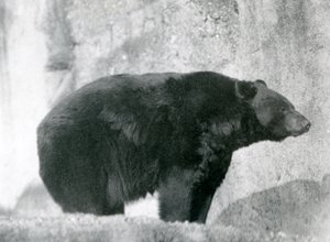 En sort bjørn stående i sin indhegning, på Mappin Terraces, i London Zoo i 1924 af Frederick William Bond