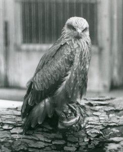 En sort glente hviler på en træstamme, London Zoo, august 1926 (s/h-foto) af Frederick William Bond