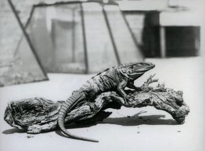 En sort toget hale-leguan hviler på en træstamme i London Zoo i august 1928 (s/h-foto) af Frederick William Bond