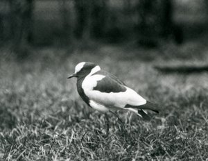 En smedvibe stående på græs i London Zoo, august 1927 af Frederick William Bond