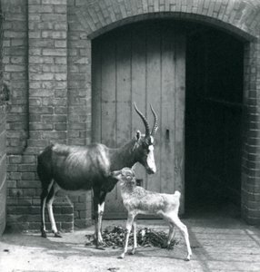 En blesbokkalv med sin mor i London Zoo, juni 1914 af Frederick William Bond