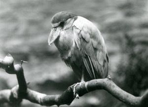 En bådnæbbet hejre, eller bådnæb, siddende på en gren i London Zoo, juni 1924 af Frederick William Bond