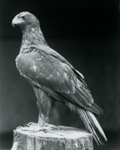 En støvlet ørn stående på en træstub i London Zoo i juni 1926 af Frederick William Bond