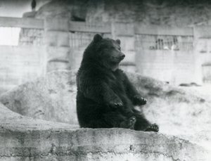 En brun bjørn, der sidder oppe i sin indhegning ved foden af Mappin Terraces i London Zoo, september 1921 af Frederick William Bond
