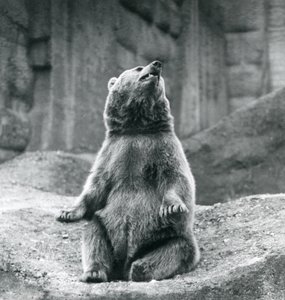 En brun bjørn sidder på en klippeside i London Zoo i september 1927 af Frederick William Bond