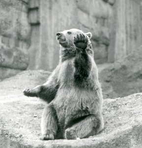 En brunbjørn sidder op på en klippekant og vifter med en af sine forpoter, London Zoo, september 1927 af Frederick William Bond
