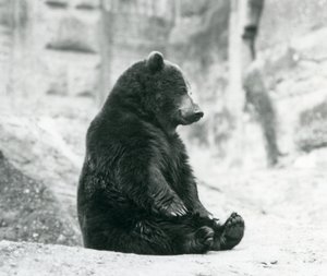 En brun bjørn, der sidder oppe på klipperne ved Mappin Terraces, London Zoo, juni 1928 af Frederick William Bond