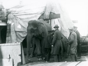 En burmesisk elefant i læ delvist under en presenning på dækket, med en træner og fire andre mænd, der rejste til London Zoo i 1927 (s/h foto) af Frederick William Bond
