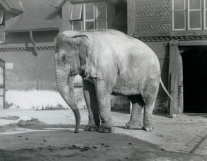 En burmesisk elefant stående uden for Elephant House i London Zoo i 1929 (s/h foto) af Frederick William Bond
